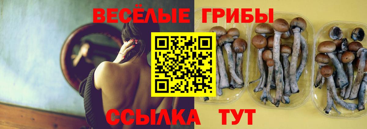 Богородицк  закладки  Вход с VPN  Псилоцибиновые грибы Psilocybine cubensis 